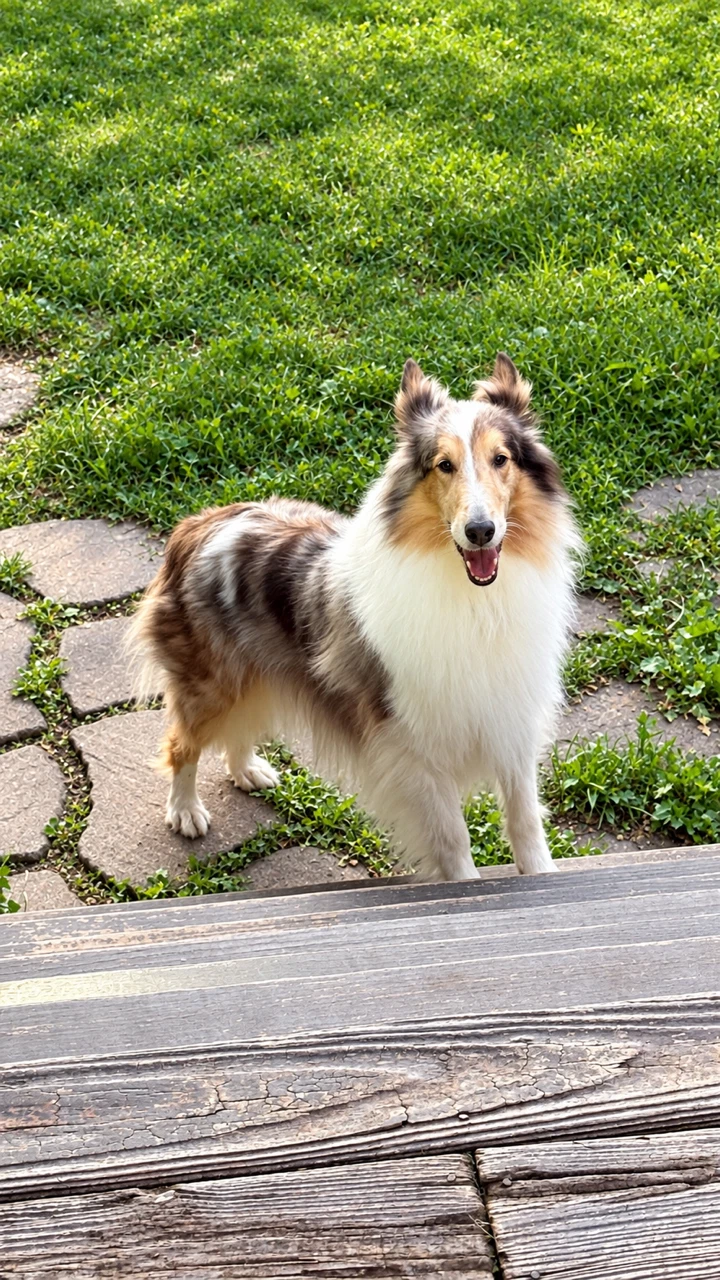 Duchess