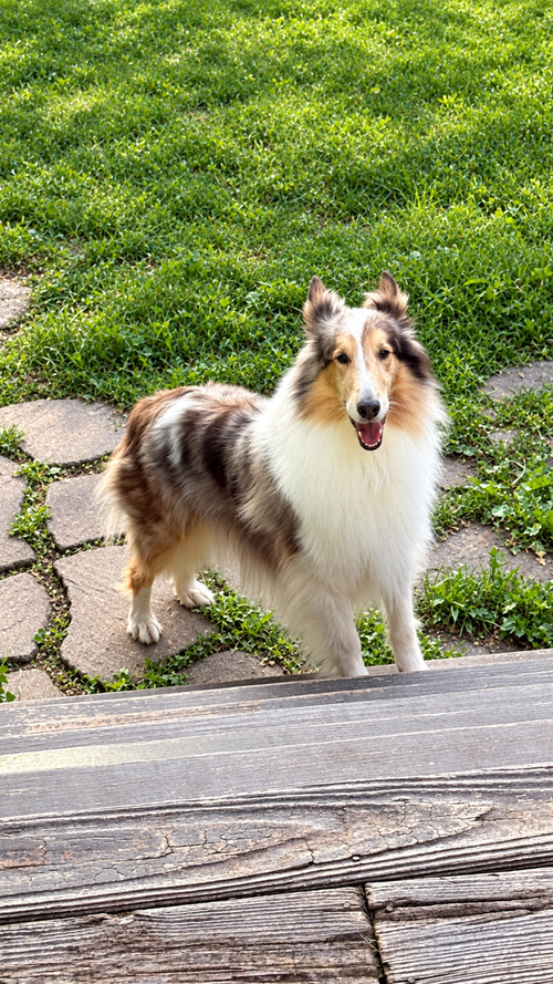 Duchess, a dog for adoption from Collie Rescue, Inc