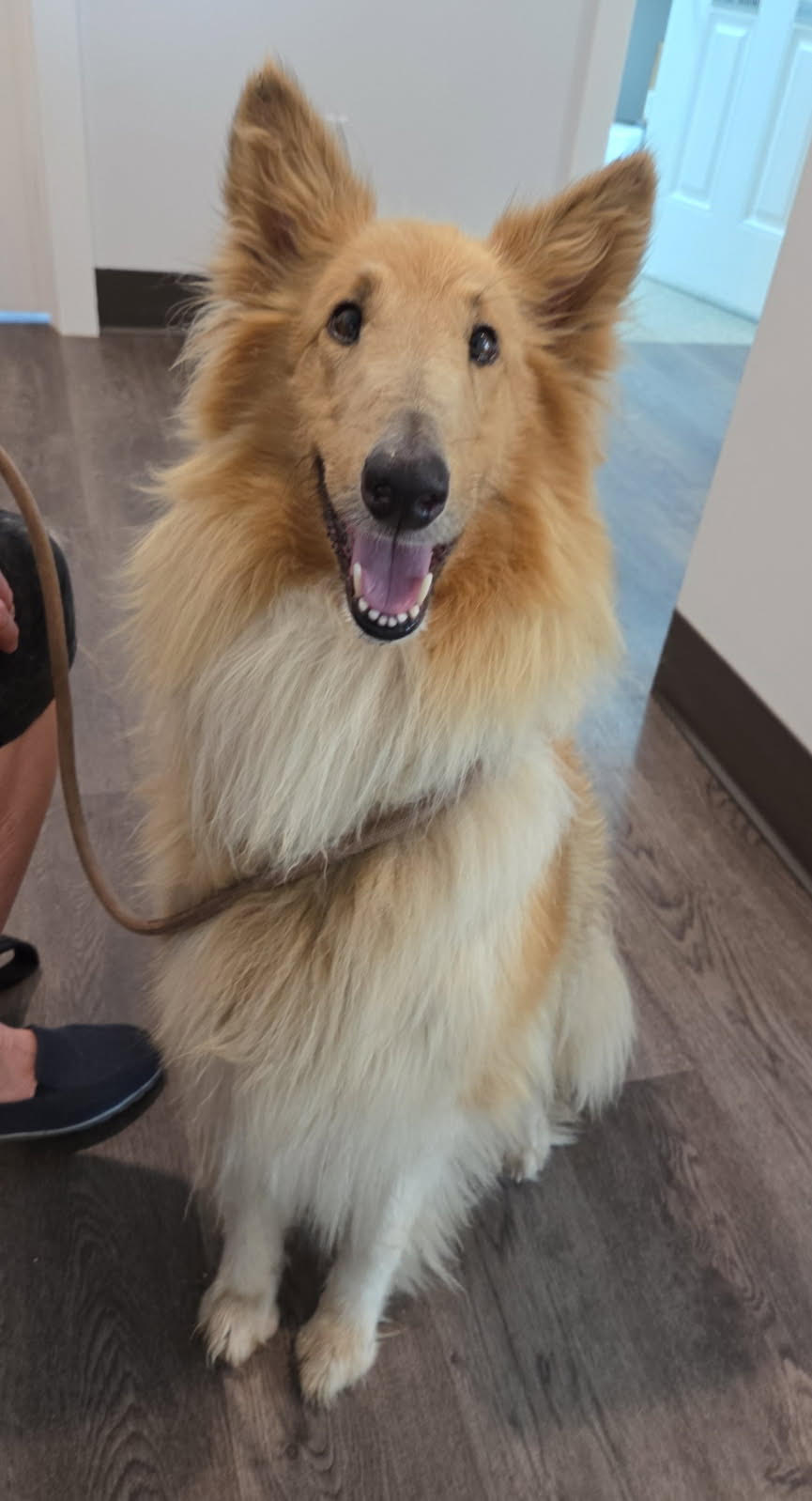 Ruki a Adult Female Collie (long coat) available for adoption