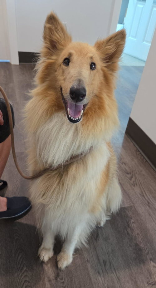 picture of the dog needing adoption