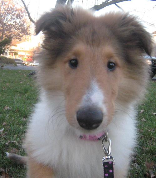 Bella a Baby Female Collie (long coat) adopted through Collie Rescue