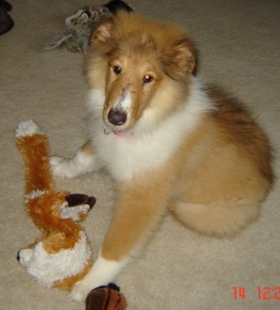 Bella - photo 2