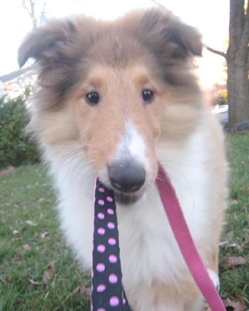 Bella - photo 3