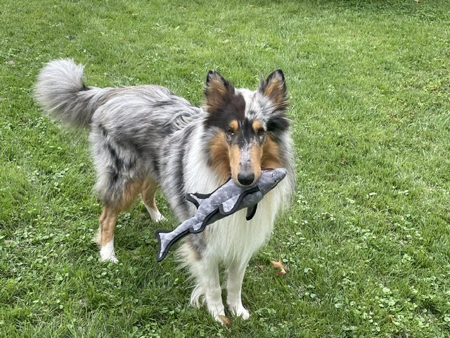 Blue a Adult Male Collie (long coat) available for adoption