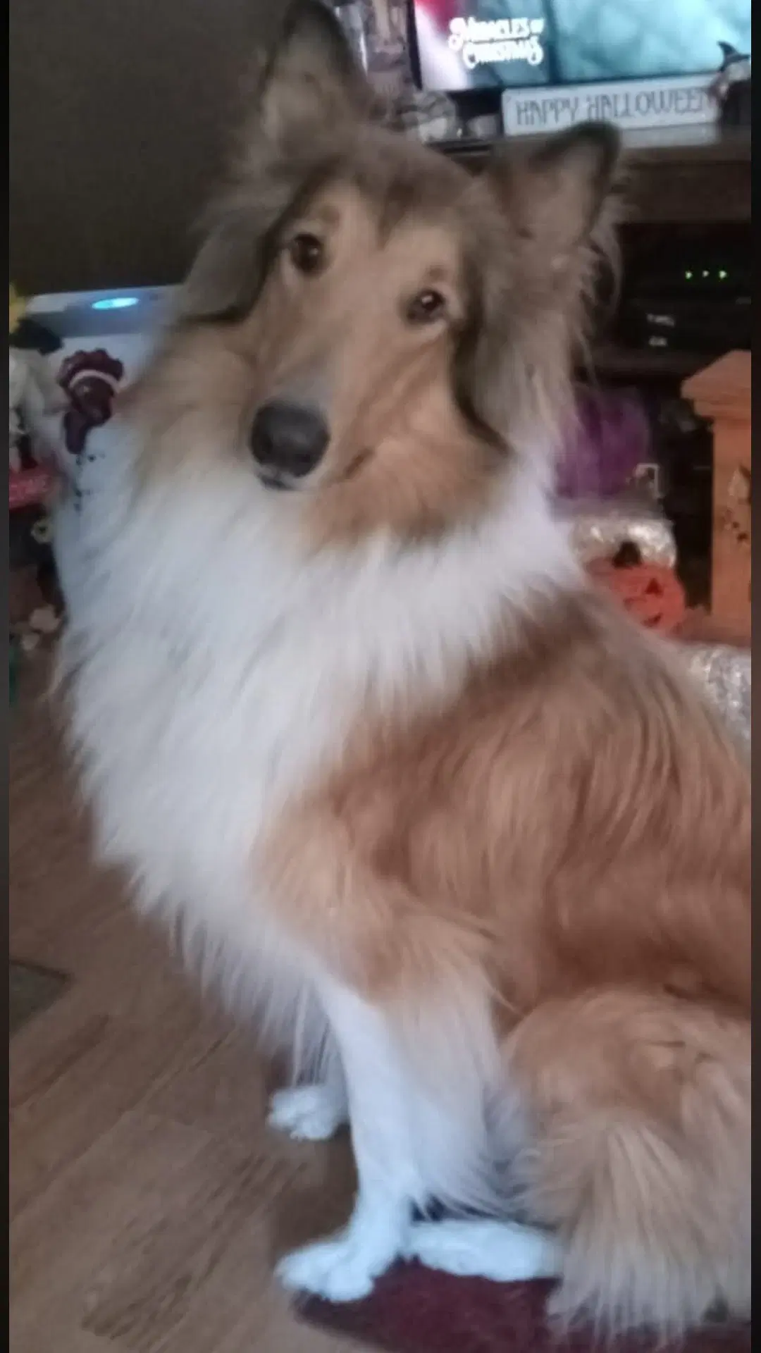 Brodie image 2