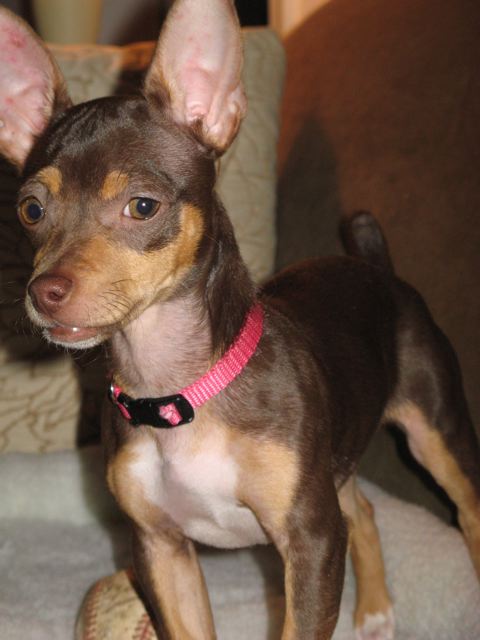 Joon a Baby Female Chihuahua / Miniature Pinscher / Mixed (short coat) adopted through Collie Rescue