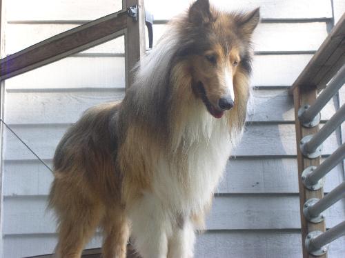 Buddy a Adult Male Collie (long coat) adopted through Collie Rescue