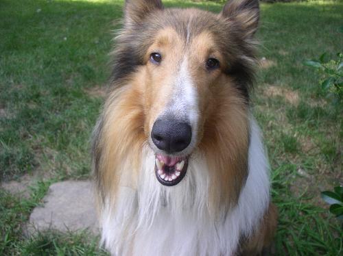 Buddy - photo 2