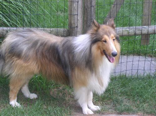 Buddy - photo 3