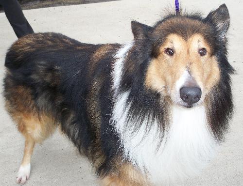Jake a Adult Male Collie (long coat) adopted through Collie Rescue