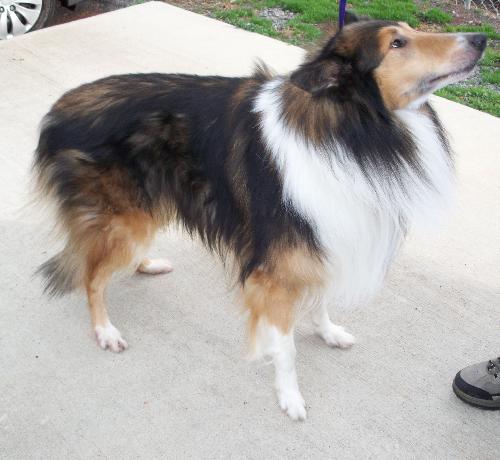 Jake - photo 2