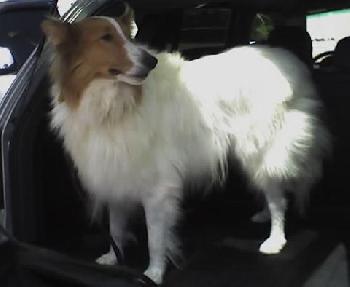 Drifter a Young Male Collie (long coat) adopted through Collie Rescue