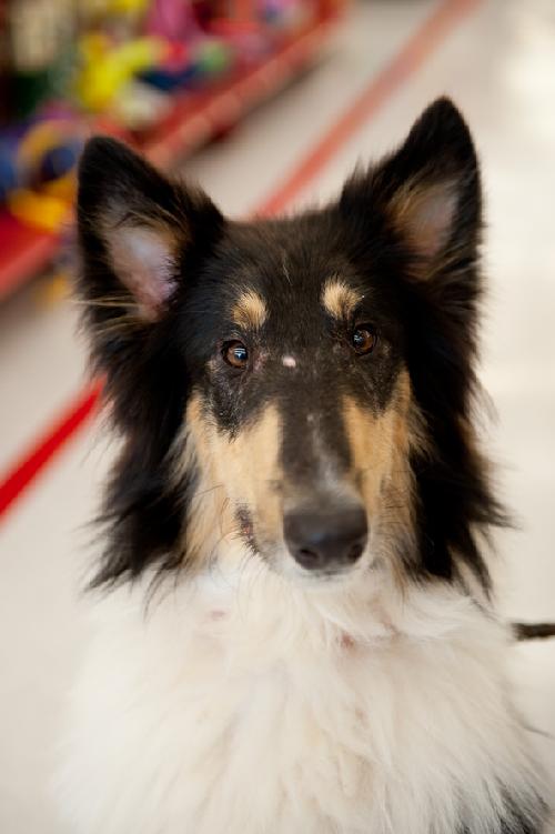 Frankie a Young Male Collie (long coat) adopted through Collie Rescue