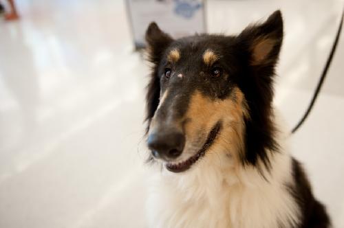 Frankie - photo 4