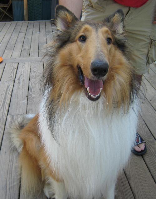 Kahless a Young Male Collie (long coat) adopted through Collie Rescue