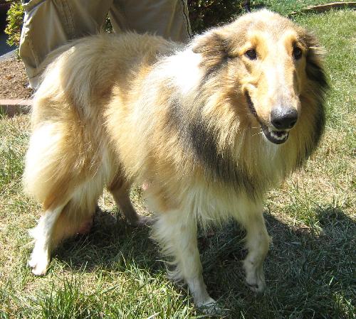 Brandy a Young Female Collie (long coat) adopted through Collie Rescue