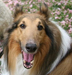 Woof a Adult Male Collie (long coat) adopted through Collie Rescue