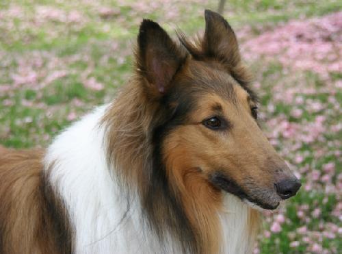 Woof - photo 2