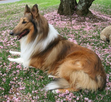 Woof - photo 3