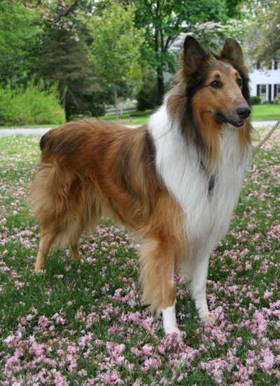 Woof - photo 4