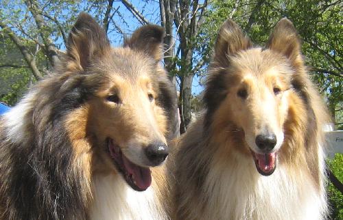 Treasure & Savannah a Adult Female Collie (long coat) adopted through Collie Rescue