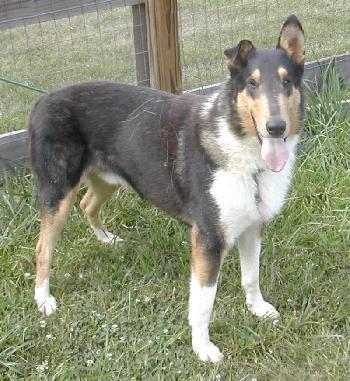 Bingo a Adult Male Collie (long coat) adopted through Collie Rescue