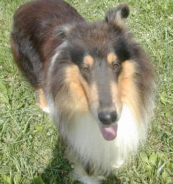 Dakota a Adult Male Collie (long coat) adopted through Collie Rescue