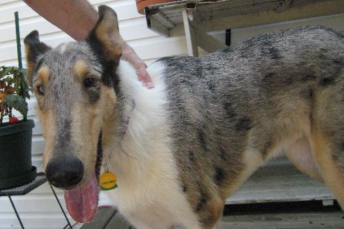 Jordie a Young Male Collie (short coat) adopted through Collie Rescue