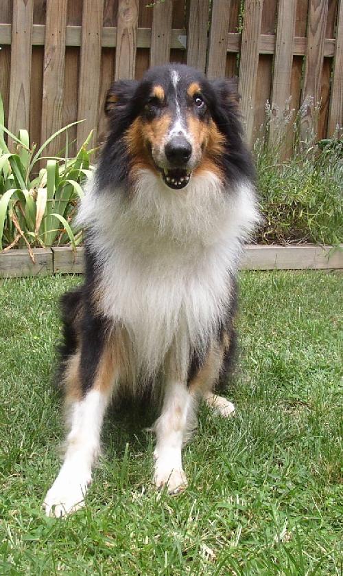 Bailey a Adult Male Collie (long coat) adopted through Collie Rescue