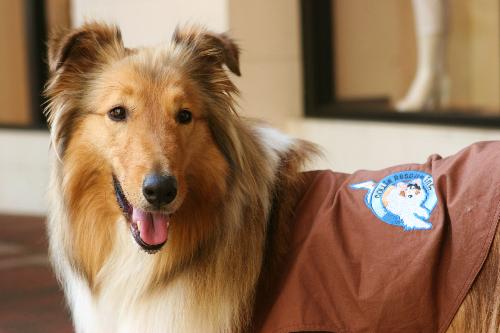 Claire a Adult Female Collie (long coat) adopted through Collie Rescue