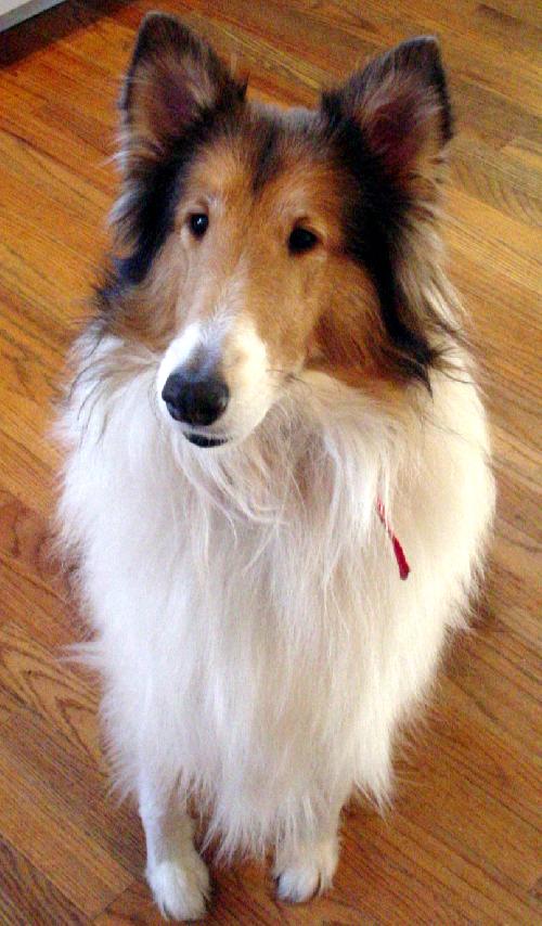 Tessa a Adult Female Collie (long coat) adopted through Collie Rescue
