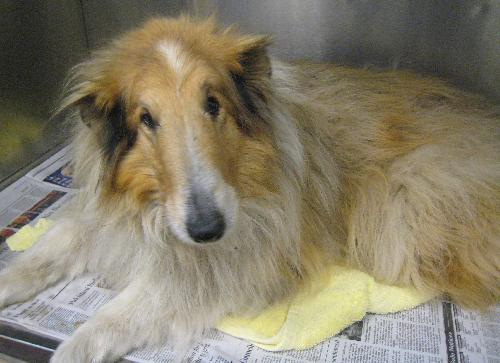 Sandy a Senior Female Collie (long coat) adopted through Collie Rescue