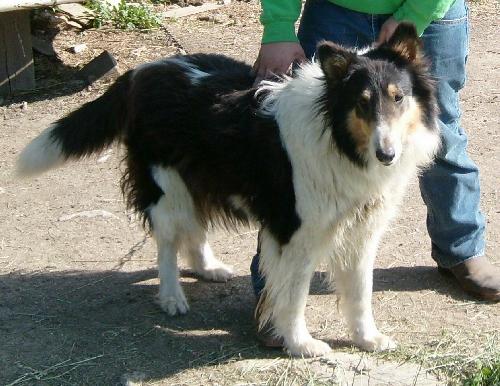 Summer a Adult Female Collie (long coat) adopted through Collie Rescue
