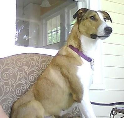 Mandy a Adult Female Collie (short coat) adopted through Collie Rescue
