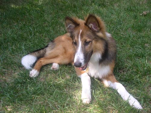 Mikey a Baby Male Collie adopted through Collie Rescue