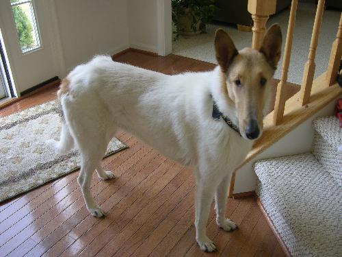 Lance a Adult Male Collie (short coat) adopted through Collie Rescue