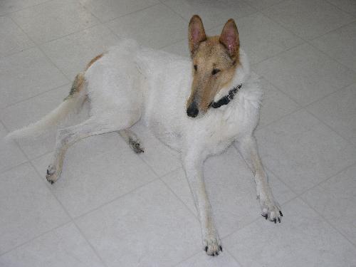 Lance - photo 2
