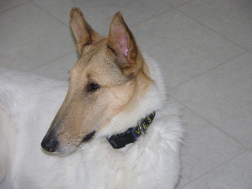Lance - photo 3