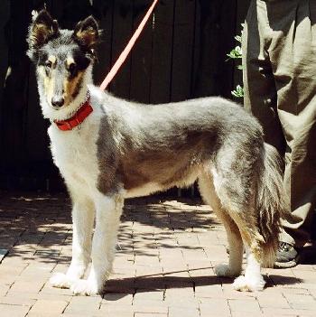 McFee a Senior Male Collie (medium coat) adopted through Collie Rescue