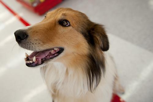 Lance a Young Male Collie / Golden Retriever / Mixed (long coat) adopted through Collie Rescue