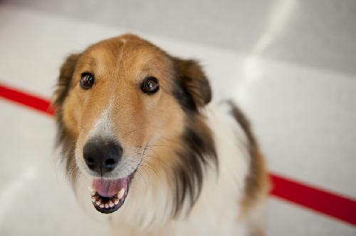 Lance - photo 4