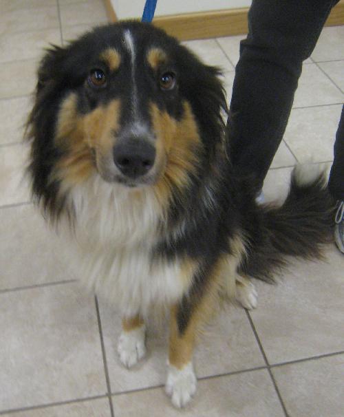 Sheba a Young Female Collie (long coat) adopted through Collie Rescue