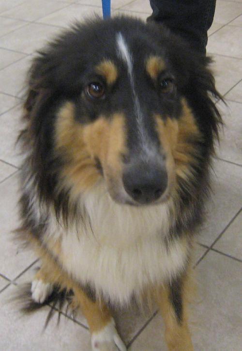 Sheba - photo 2
