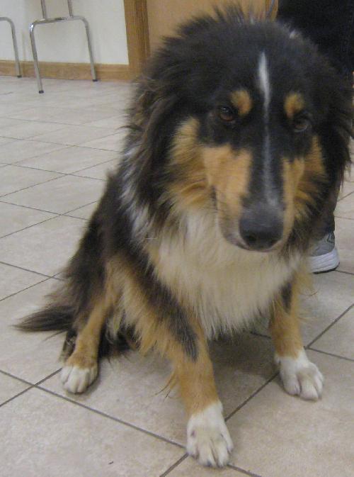 Sheba - photo 3