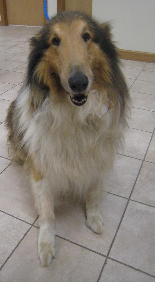 Toby a Adult Male Collie (long coat) adopted through Collie Rescue
