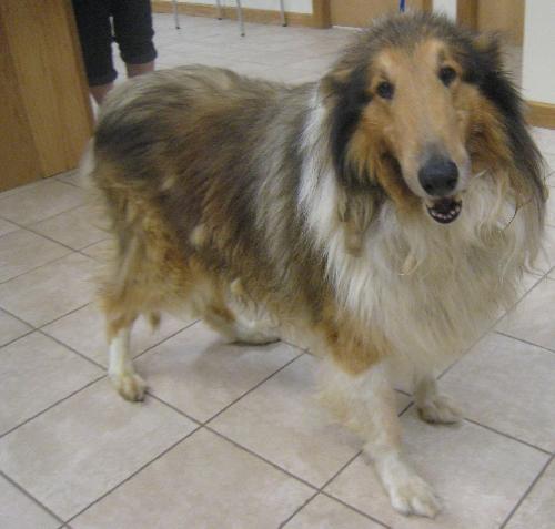 Toby - photo 2