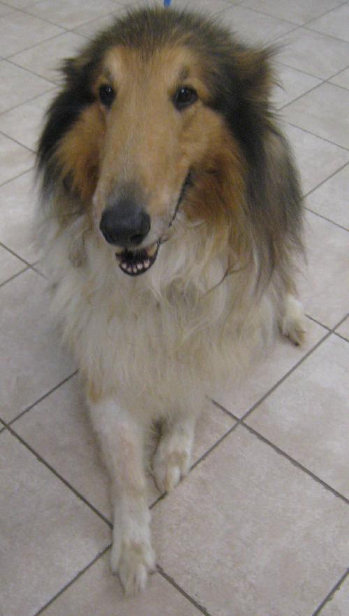 Toby - photo 3