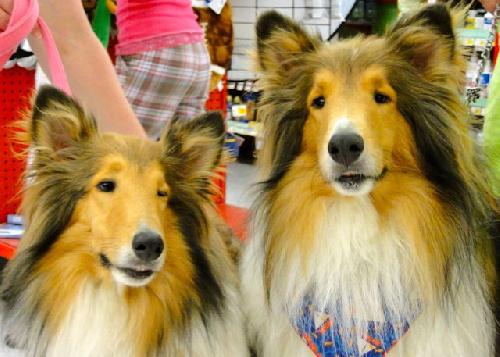 Lady & Champ a Adult Collie (long coat) adopted through Collie Rescue