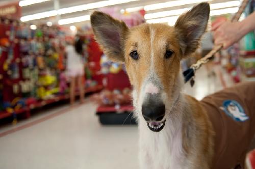 Stella a Adult Female Collie (long coat) adopted through Collie Rescue