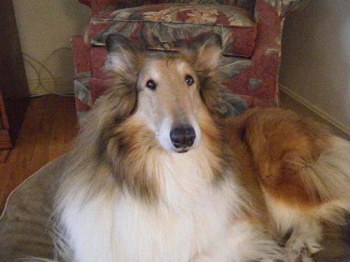 Patches a Senior Male Collie (long coat) adopted through Collie Rescue